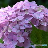 紫陽花