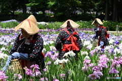花摘み