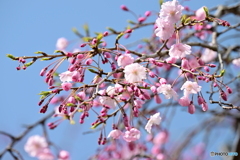 枝垂れ桜