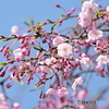 枝垂れ桜