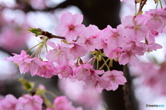 河津桜