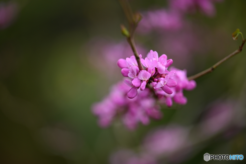 花蘇芳の花