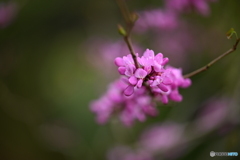 花蘇芳の花