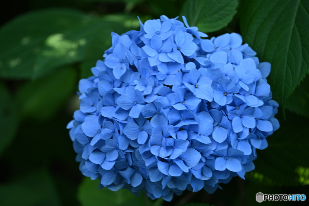 紫陽花