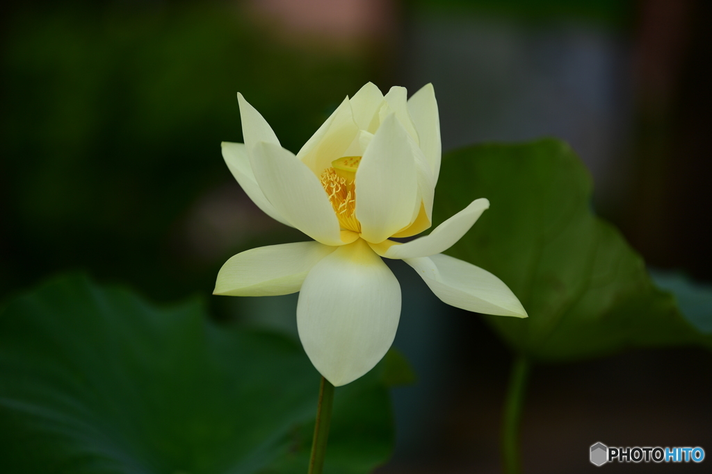 蓮の花
