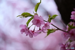 河津桜