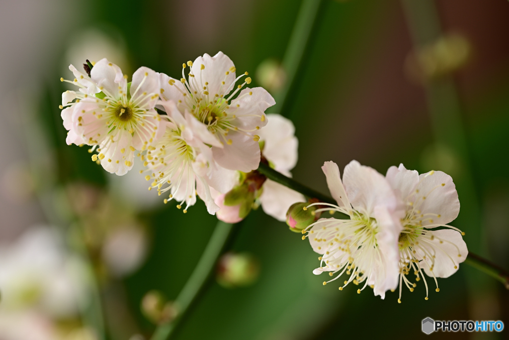 開花