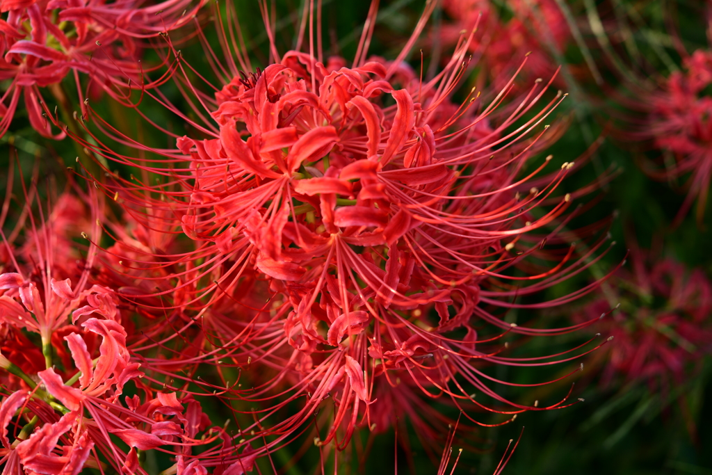 燃える花