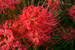 燃える花