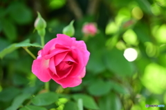 可憐な薔薇