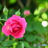 可憐な薔薇