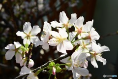 玉縄桜