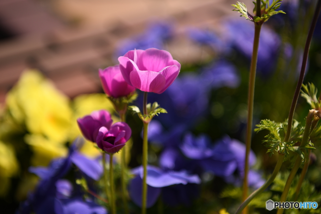 ボタンイチゲの花