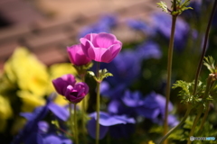 ボタンイチゲの花