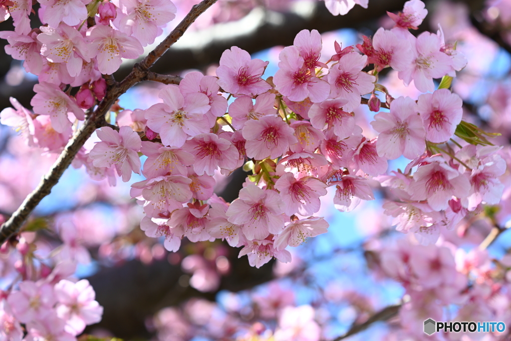 河津桜