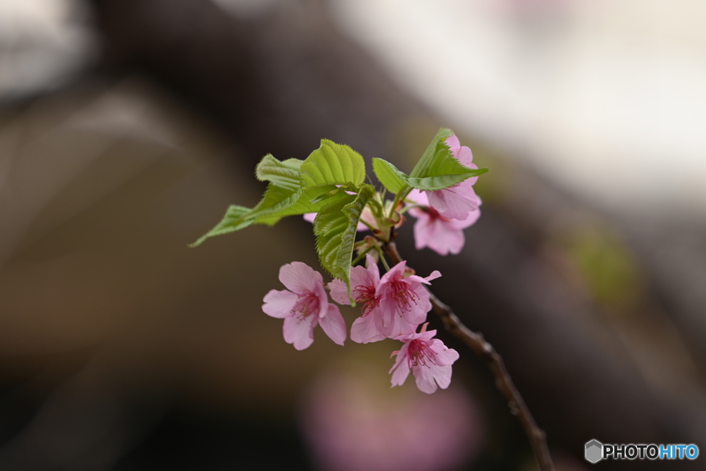 河津桜