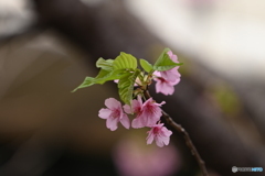 河津桜