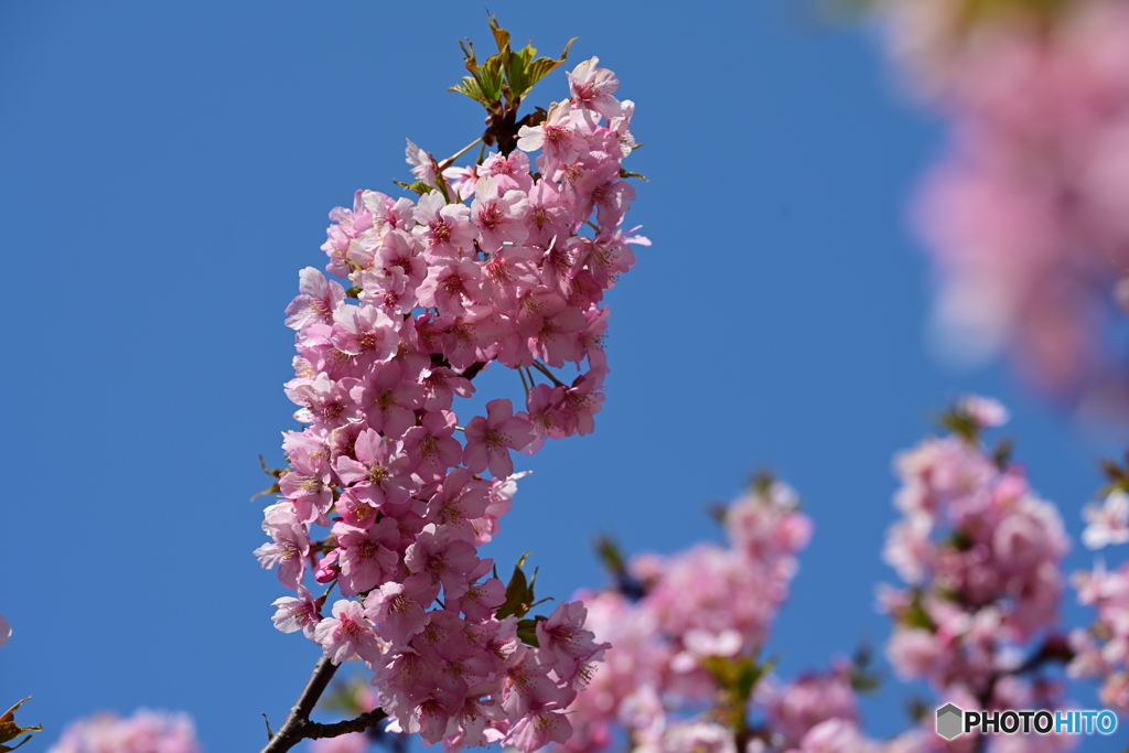 河津桜