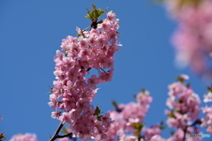 河津桜