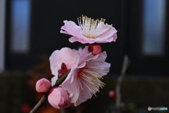 紅梅