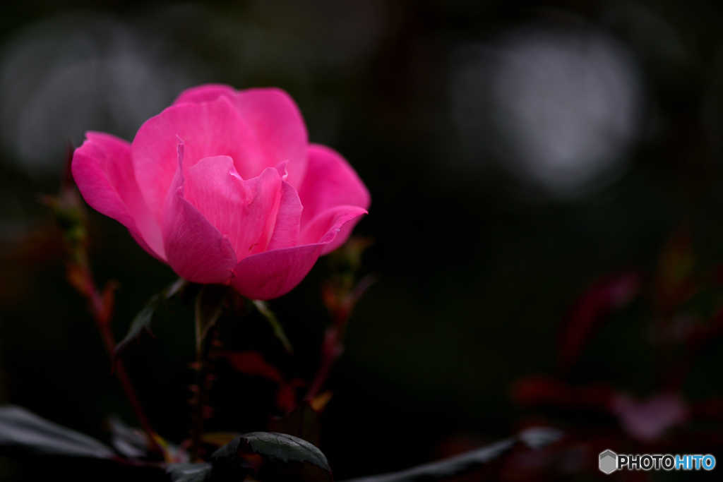 赤い薔薇