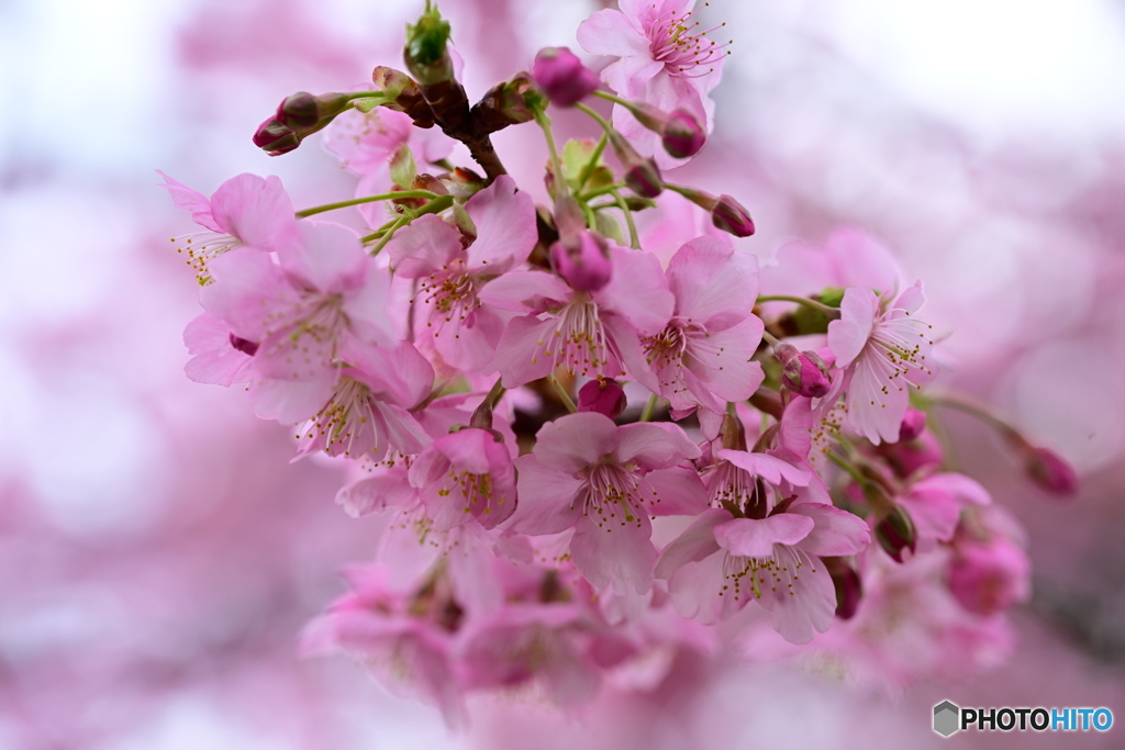 河津桜