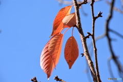 秋の桜