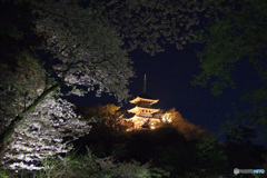 夜桜見物
