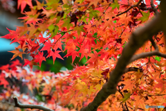 鎌倉の紅葉