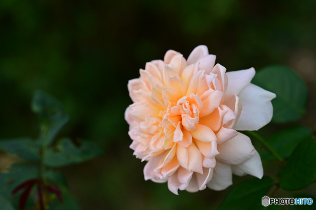 秋薔薇