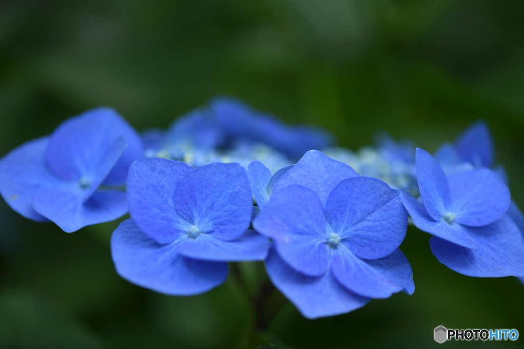 紫陽花