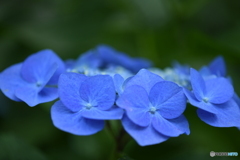 紫陽花