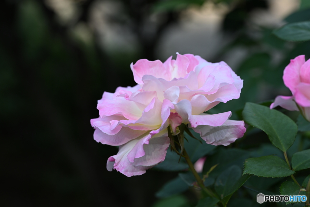 薔薇