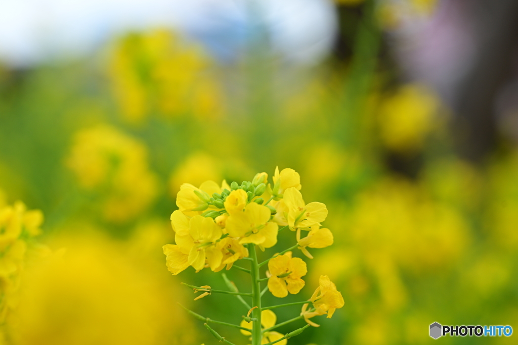 菜の花