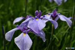 花菖蒲
