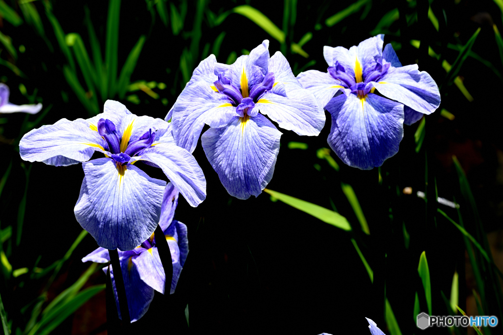 姉妹の花菖蒲