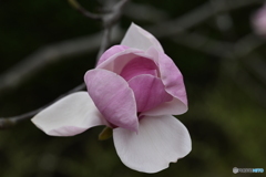 春の花