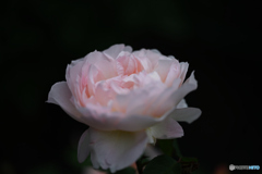 薔薇の花