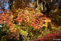 山紅葉