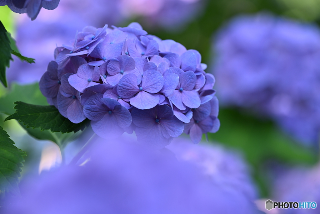 紫陽花