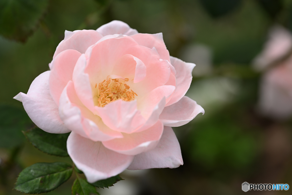 秋薔薇