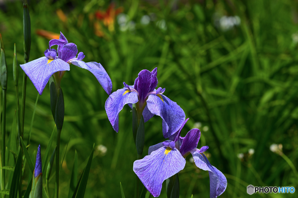 花菖蒲