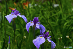 花菖蒲