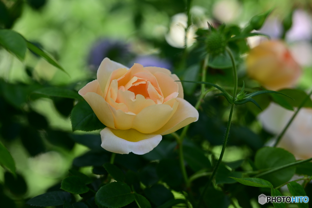 可憐な薔薇