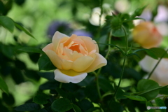 可憐な薔薇
