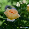 可憐な薔薇