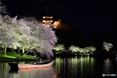 夜桜
