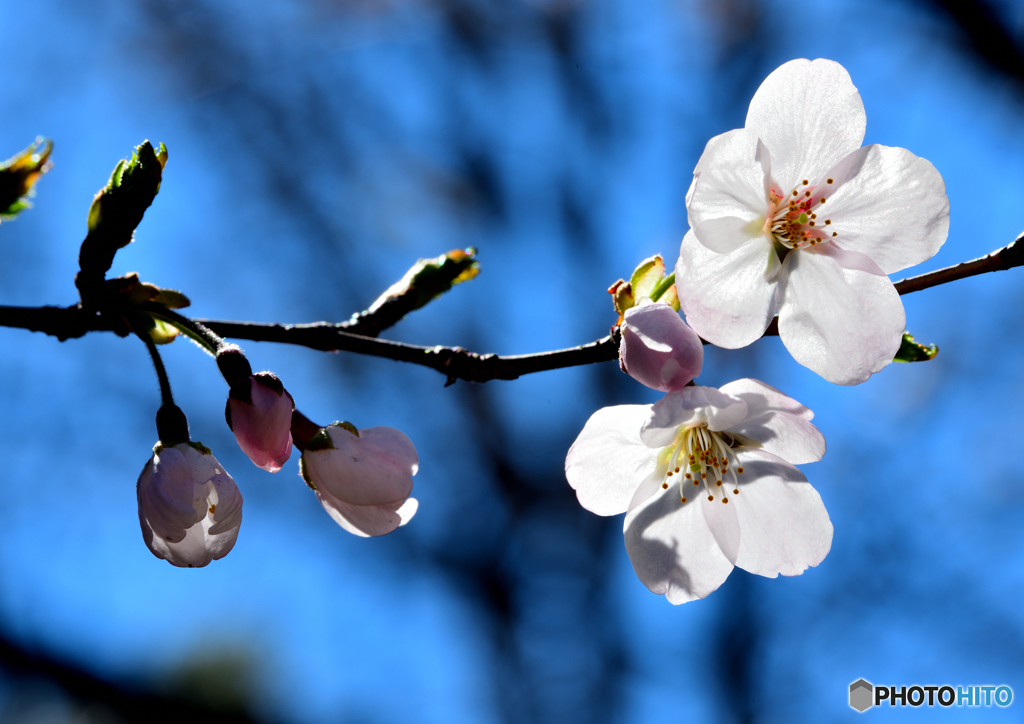 さくらの開花