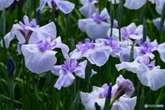 花菖蒲