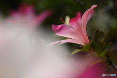 皐月